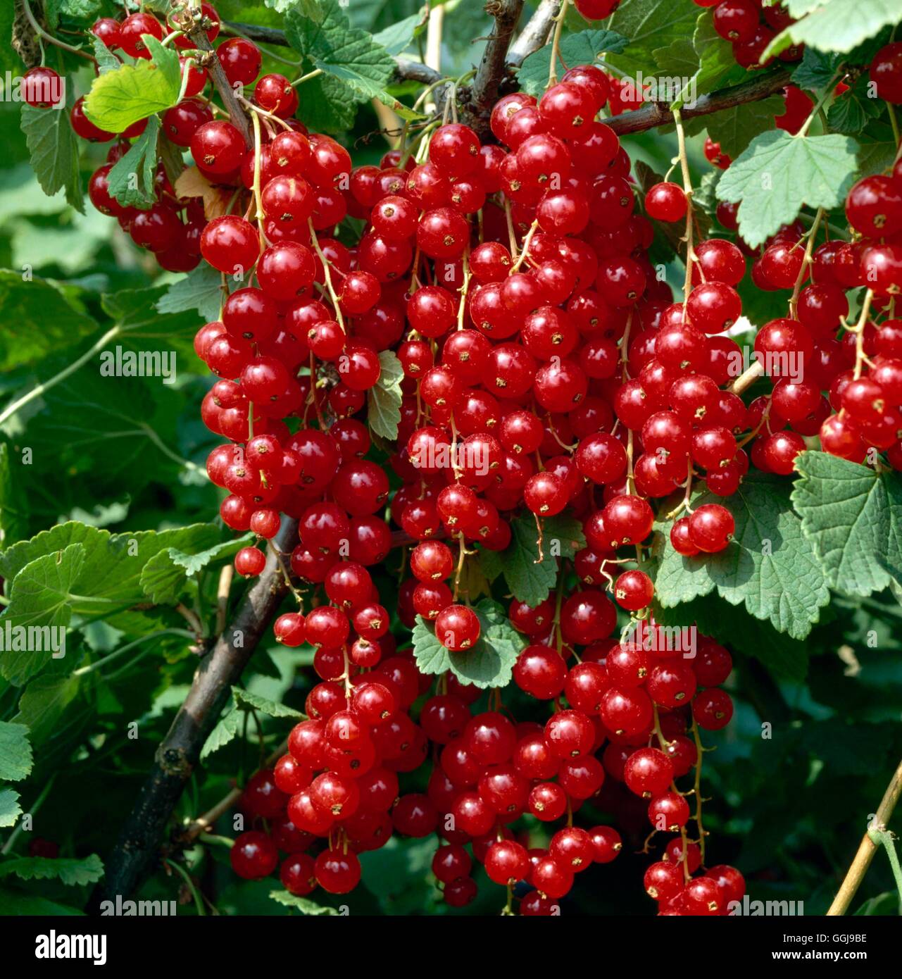 Redcurrant - `Maarses Prominent'   FRU031399 Stock Photo